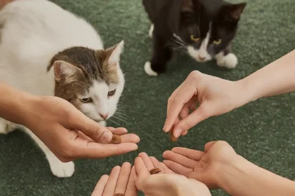 Cat Training technique