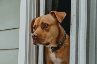 What is Separation Anxiety in Dogs