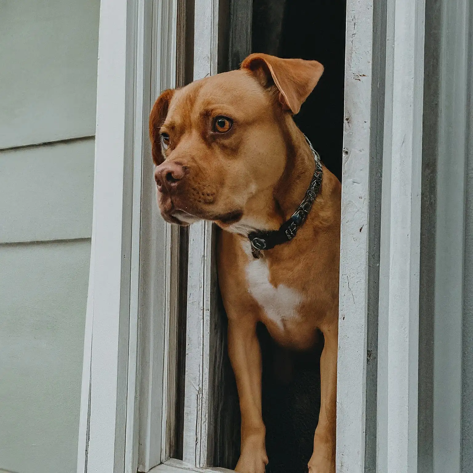 What is Separation Anxiety in Dogs