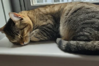 Why Do Cats Sleep So Much