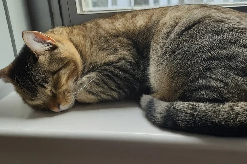 Why Do Cats Sleep So Much
